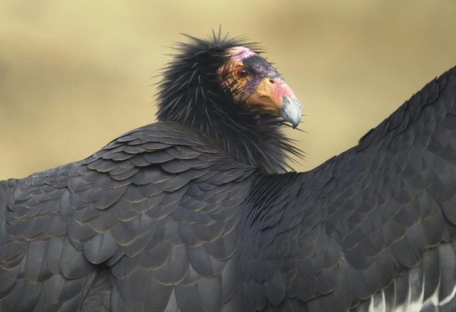 Virgin Births May Save the California Condors