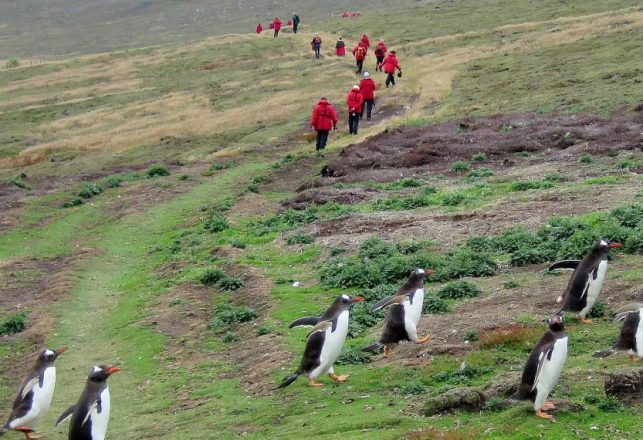 Evidence of Pre-European Human Activity Found on the Falkland Islands