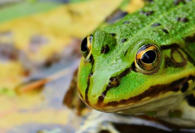 A Strange Saga of Synchronicity, and a Monster Frog with Fangs…Or Maybe Not!