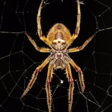 An App May Cure Your Fear of Spiders