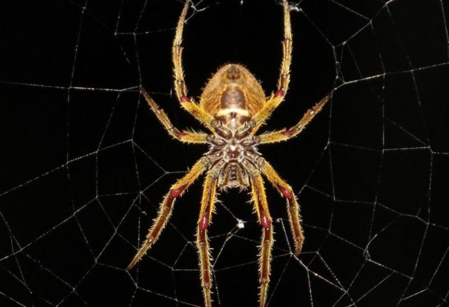 An App May Cure Your Fear of Spiders