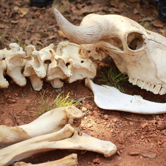 Mysterious and Ancient Skeleton in Utah May be an Entirely New Species