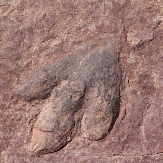 Over 100 Dinosaur Footprints Found in Colorado’s Picket Wire Canyonlands