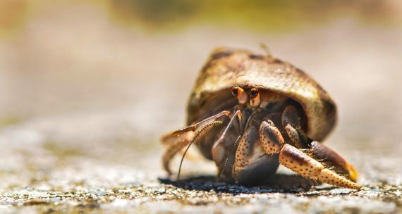 Hermit Crab 570x304