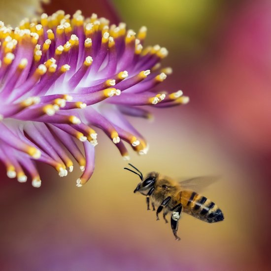 Honeybee Thought to Have Been Wiped Out in the 1990s Rediscovered in England