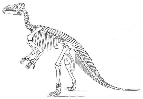 Iguanodon 570x395