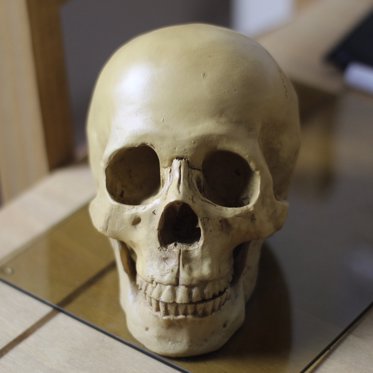 Human Skull Found on an Uninhabited Caribbean Island Revealed Surprising Health Diagnosis