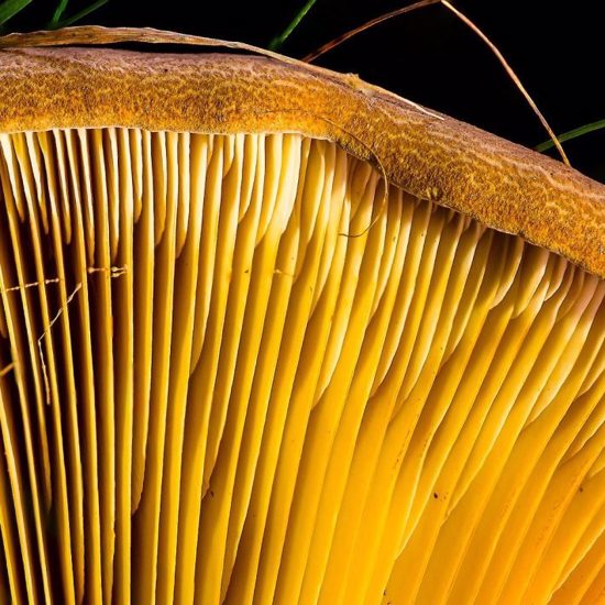 Fungus May Be the Key to Safe Travel to the Moon, Mars and Beyond