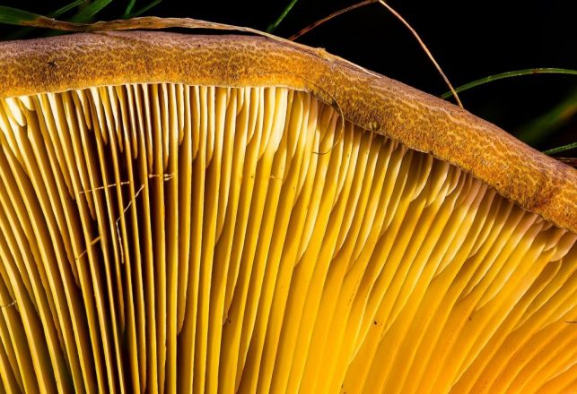 Fungus May Be the Key to Safe Travel to the Moon, Mars and Beyond