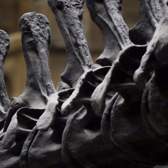 Mysterious Modern Dinosaur-Like Skeleton Found in Turkey