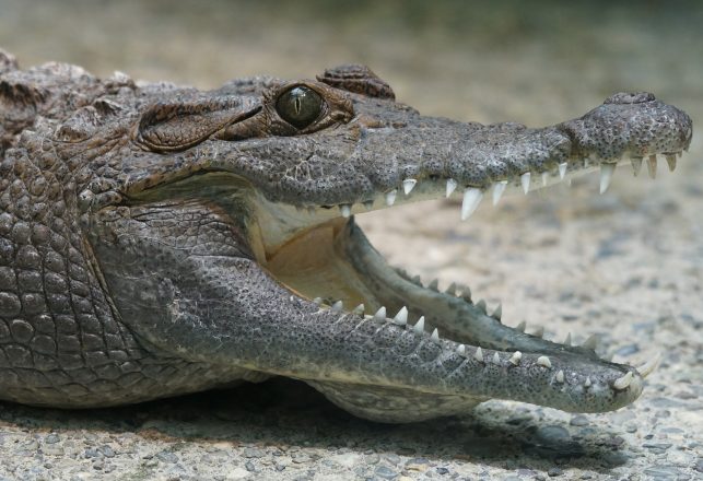 155-Million-Year-Old Scary Crocodile Ancestor Discovered in Wyoming