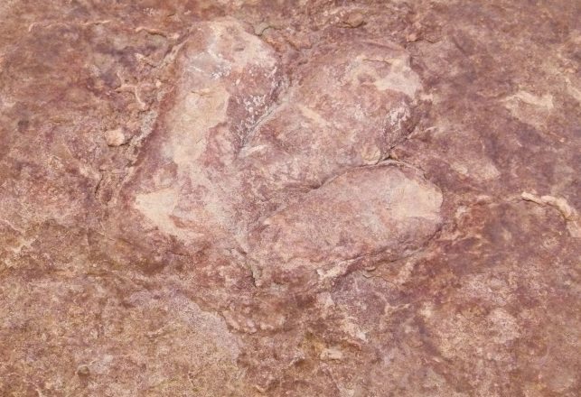 200-Million-Year-Old Dinosaur Footprints Discovered in Wales