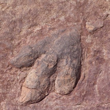 Prehistoric Footprints Reveal Theropod Dinosaurs Were Very Fast Runners