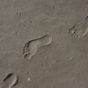 3.7-Million-Year-Old Footprints in Tanzania Were Made by an Unknown Human Ancestor