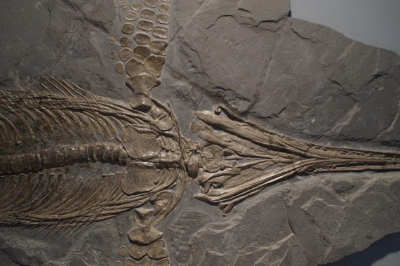 Ichthyosaur 1 570x379