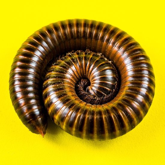 Gigantic Extinct Millipede Fossil Found in England Was the Size of a Car