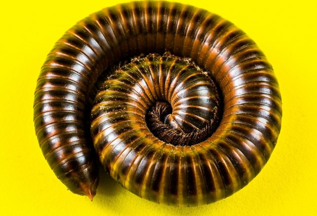 Gigantic Extinct Millipede Fossil Found in England Was the Size of a Car