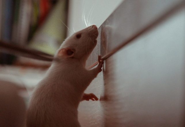 Scientist Trains Rats to Play Doom II