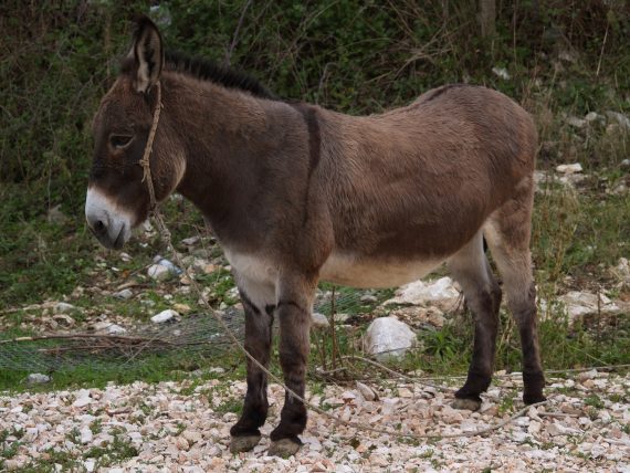 Donkey1 570x428