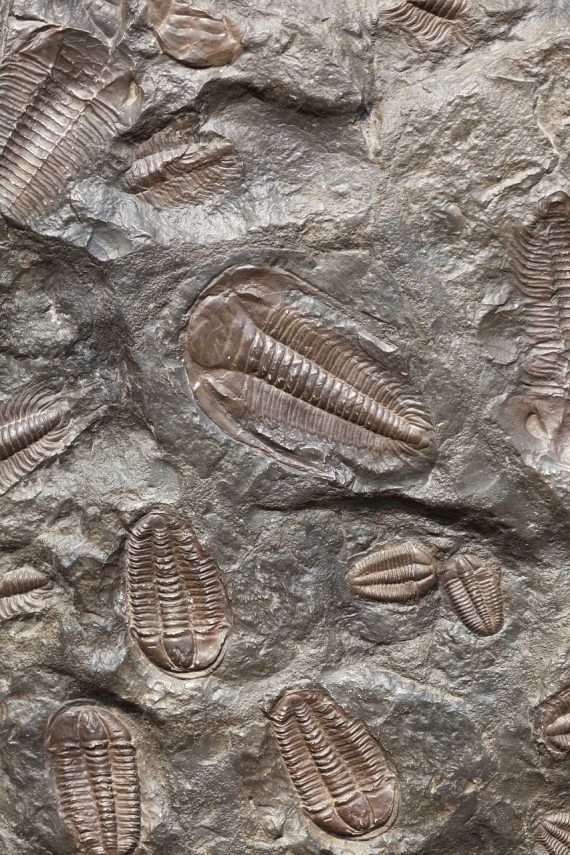 Fossils1 570x855