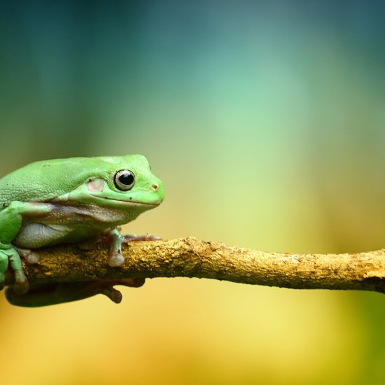 Scientists Successfully Regrow a Frog’s Leg – Are Human Limbs Next?