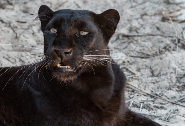 The “Alien Big Cats” Phenomenon: Why There is a “Strange” Aspect To It