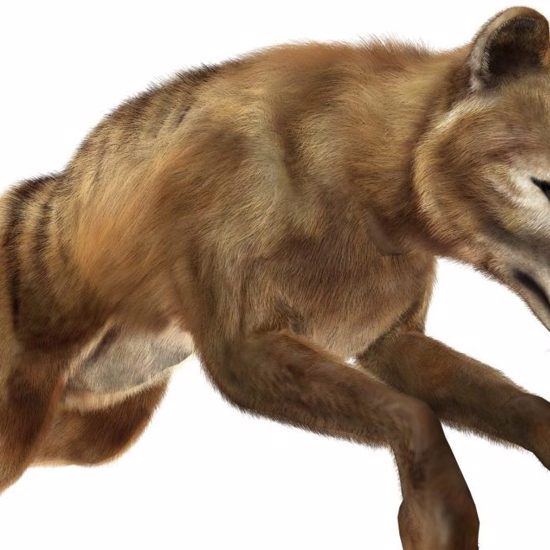 'Extinct' Tasmanian Tiger Update - A Possible Video and Glow-in-the-Dark Fur