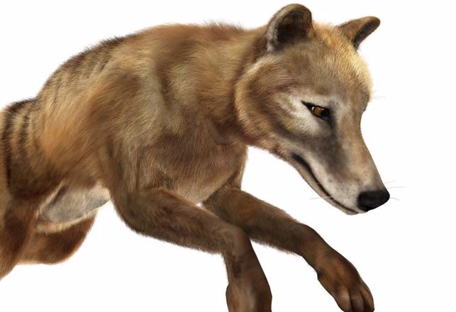 'Extinct' Tasmanian Tiger Update - A Possible Video and Glow-in-the-Dark Fur
