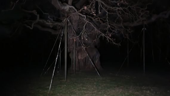 THE OAK TREE IN SHERWOOD FOREST PHOTO TAKEN BY PARANORMAL INVESTIGATOR DEAN BUCKLEY 570x321