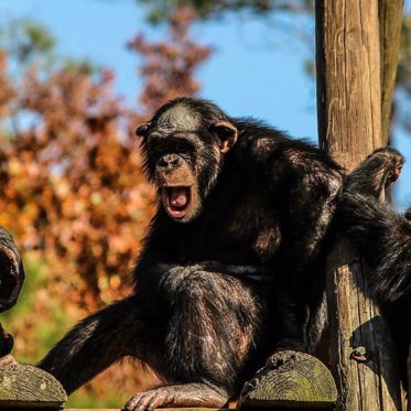 Chimpanzees Seen Treating Each Other With Homemade Medicine — Planet of the Ape Doctors?