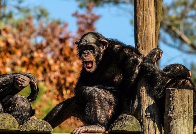 Chimpanzees Seen Treating Each Other With Homemade Medicine — Planet of the Ape Doctors?