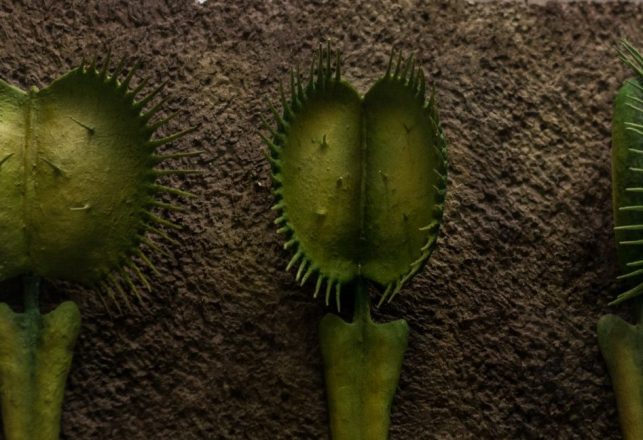 Scientists Implant Artificial Neurons to Control Venus Flytraps