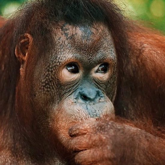 Orangutans Use Stone Tools and Try to Make Their Own – Planet of the Apes Prequel?