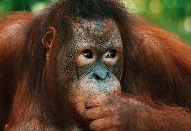 Orangutans Use Stone Tools and Try to Make Their Own – Planet of the Apes Prequel?