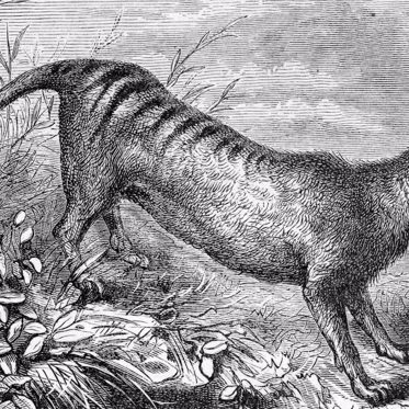 Rare Films of Extinct Tasmanian Tiger Discovered