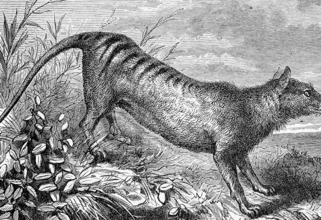 Rare Films of Extinct Tasmanian Tiger Discovered