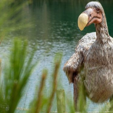 Dodos to Return? DNA Sample Discovered from 17th century