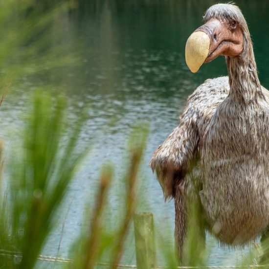 Dodos to Return? DNA Sample Discovered from 17th century
