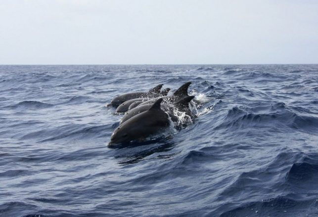 Margaret Thatcher Once Planned to Hunt for the Loch Ness Monster With Trained Dolphins