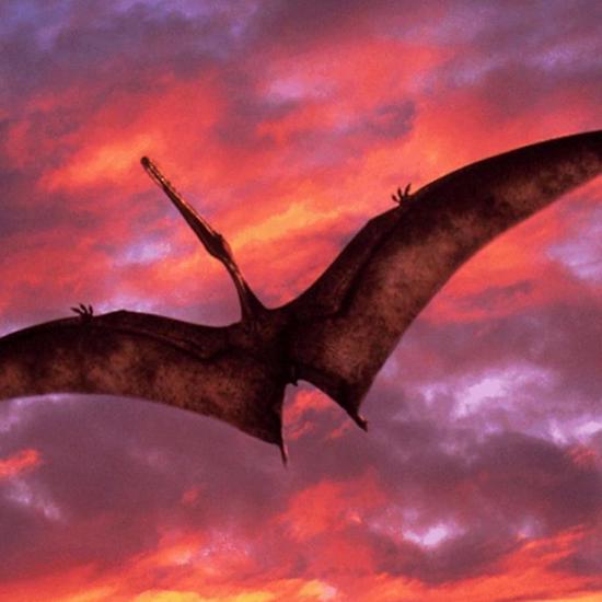 The Strange Story of the Tombstone Pterodactyl