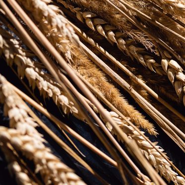 The Miracle of Wheat: Evolution or Agriculture of the Gods?