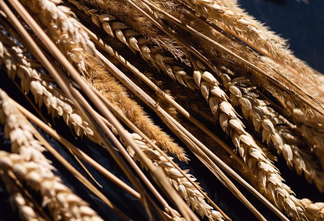 The Miracle of Wheat: Evolution or Agriculture of the Gods?