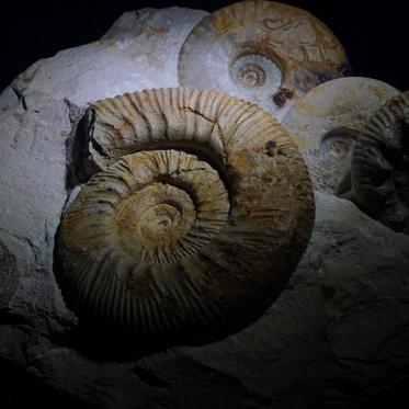 4-Billion-Year-Old Fossils Found -- This May Change Everything