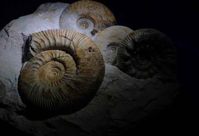 4-Billion-Year-Old Fossils Found -- This May Change Everything