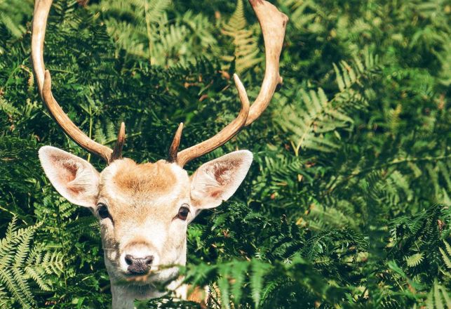 Headless Deer, Pink Moon, Cellphone-Addicted Gorilla and More Mysterious News Briefly