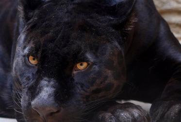 The Controversy of the U.K.'s Paranormal "Alien Big Cats" 