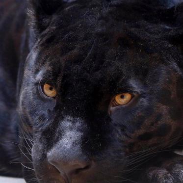 The Controversy of the U.K.'s Paranormal "Alien Big Cats" 
