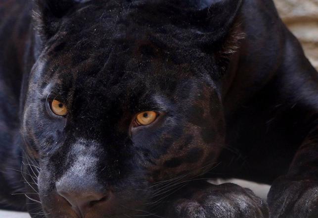 The Controversy of the U.K.'s Paranormal "Alien Big Cats" 