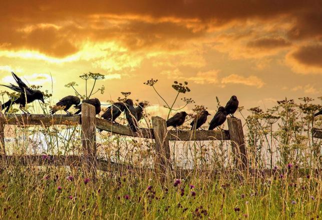 How Crows and Ravens Took Over the World