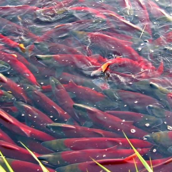 Spawning Fish are Making the Earth Move